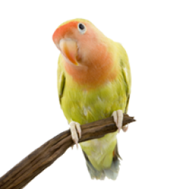 Shop Birds (1)